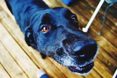 Close-up portrait of black dog