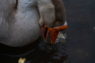 High angle view of duck drinking water in lake