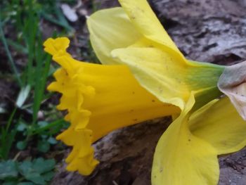 Close-up of yellow flowering plant