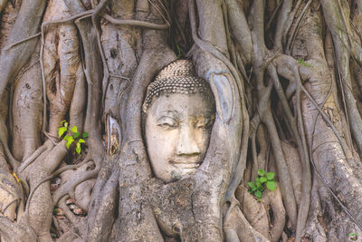 Statue of buddha in tree