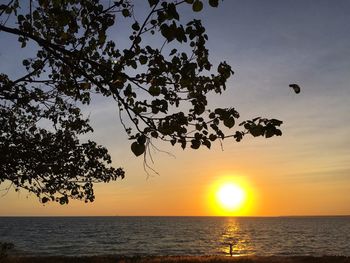 Silhouette tree by sea against sky during sunset