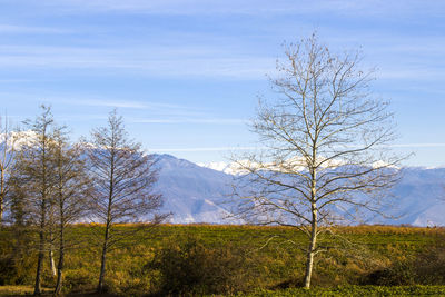 Forest view and landscape georgia. winter nature background. tree body.