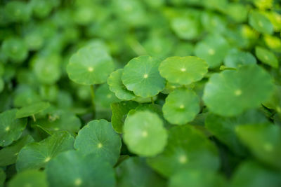 Full frame of leaves