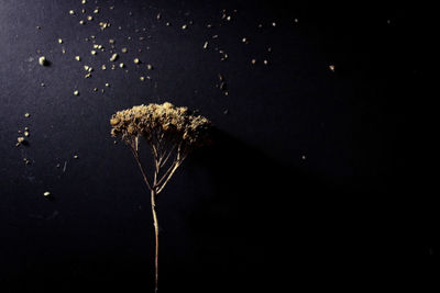 Close-up of plant against black background