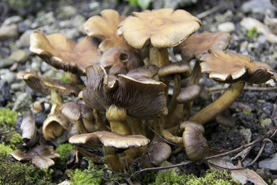 High angle view of mushrooms growing on field