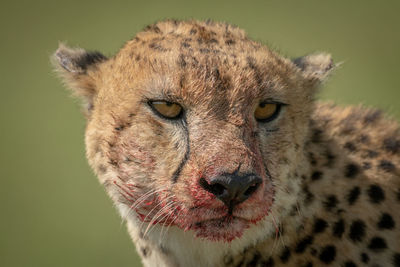 Close-up of blood-stained cheetah turning its head