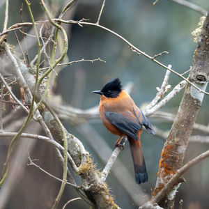 animal wildlife