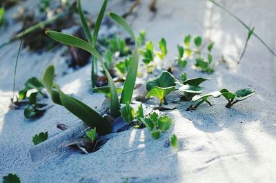 Close-up of plants