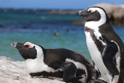 High angle view of penguins on beach