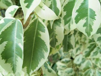 Close-up of leaves