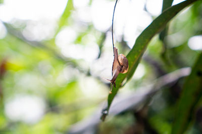 Close-up of insect on plant