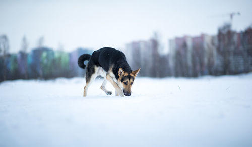 Dog on snow covered field