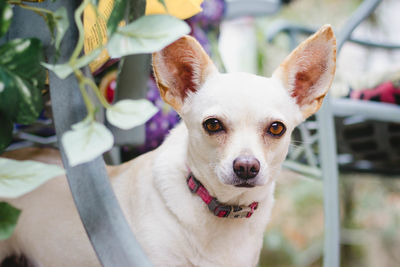 Close-up portrait of dog looking outdoors