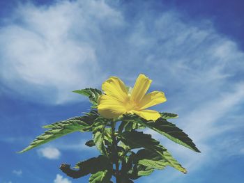 Low angle view of yellow flowering plant against sky