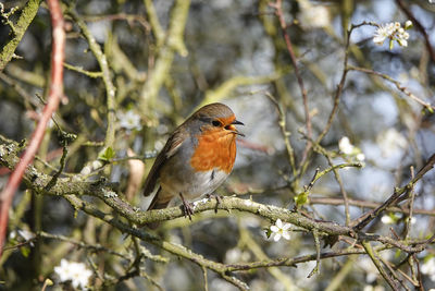 Close-up of bird perching on branch