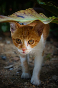 Close-up portrait of a cat on field