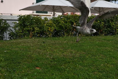 Bird flying over grass