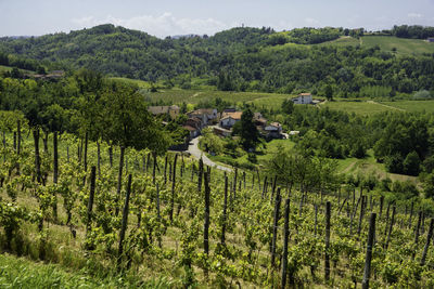 Scenic view of vineyard