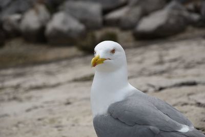 Close-up of seagull perching on land