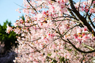 Low angle view of cherry blossoms in spring