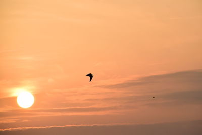 Silhouette bird flying in sky during sunset