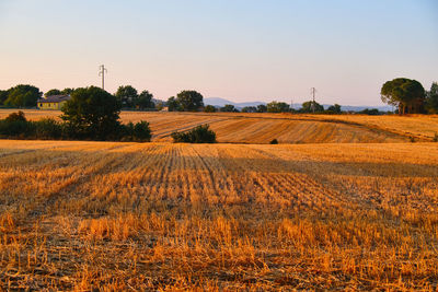 Scenic view of field against clear sky during sunset