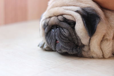 Close-up of dog