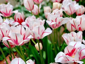 Close-up of pink flowering plants on field