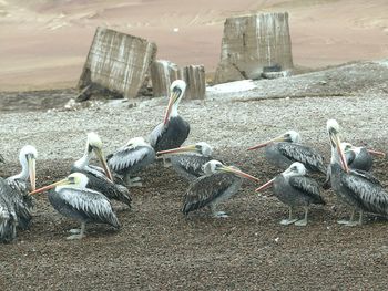 Birds in water