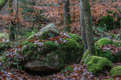 Moss covered rocks in forest