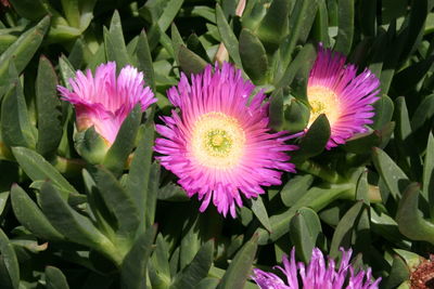 High angle view of flowers blooming outdoors