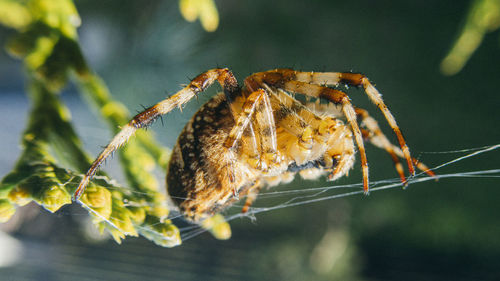 Spider bush