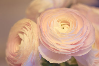 Close-up of white rose