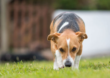 Portrait of dog walking on field