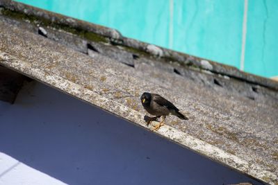 High angle view of bird perching on wall