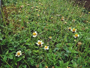 High angle view of flowering plants on field