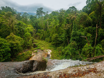 Scenic view of waterfall against trees in forest