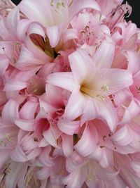 Full frame shot of pink dahlia