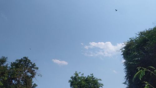 Low angle view of trees against sky