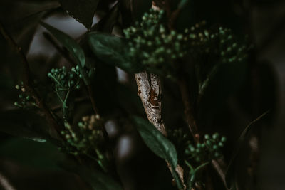 Close-up of fresh green plant