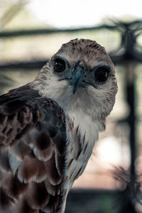 Close-up portrait of owl