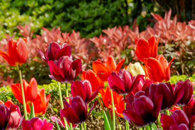 Close-up of red tulips in field