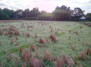 Scenic view of field against sky