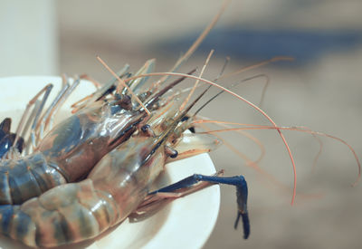 Closeup of jumbo asian shrimp / tiger prawn in ceramic bowl