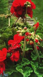 Close-up of red poppy blooming outdoors