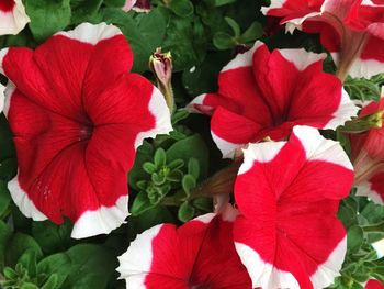 Close-up of red flowers