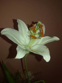 Close-up of day lily plant