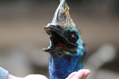 Close-up of hand eating bird