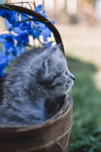 Close up of cat in basket