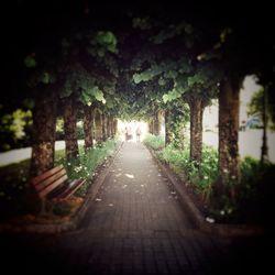 Treelined footpath along trees